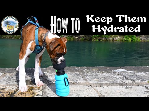 Pecute 2-in-1 foldable dog water bottle — real dog drinking demo